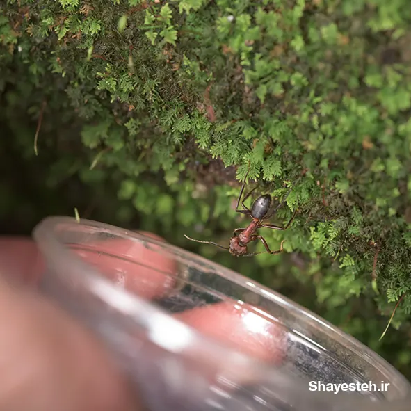 Collecting Ant Specimens